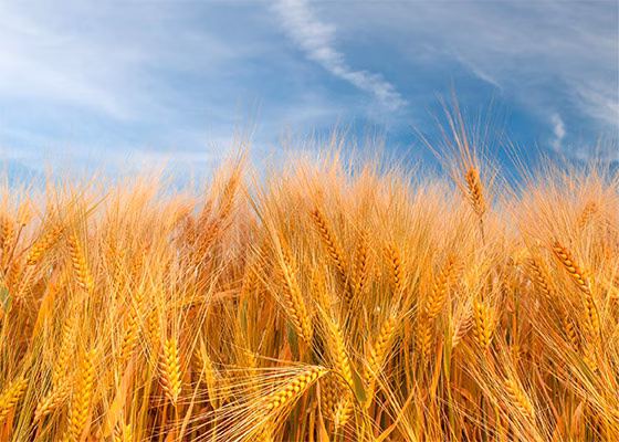 Reap What You Sow: Cultivating Yield for Long-Term Returns